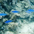 DSCF8575 svetle modre ryby